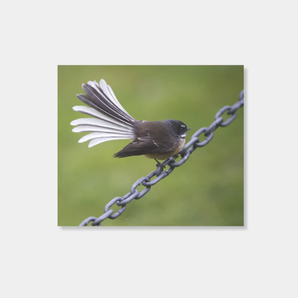 Fantail sits on a chain photo print
