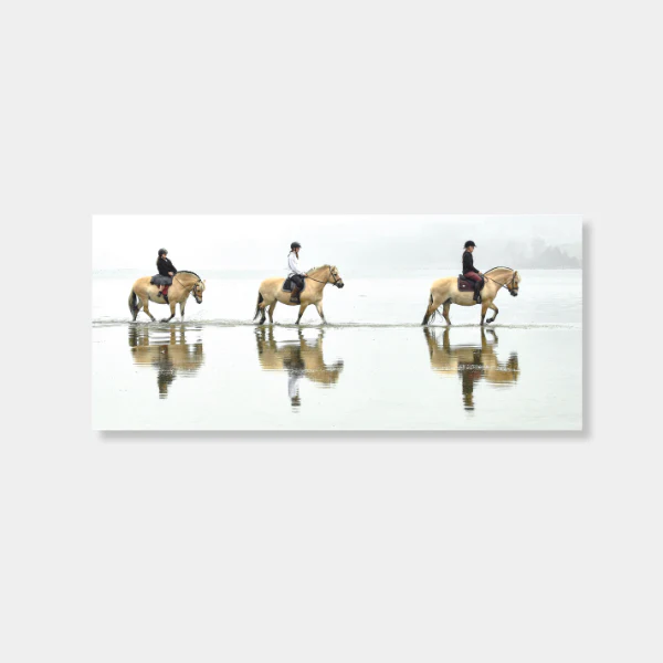 Norwegian Fjord horses wade through Back Bay at Warrington photo print